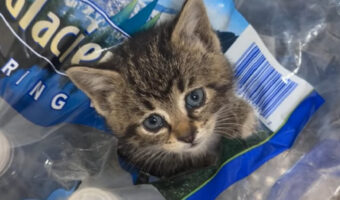 ミネラルウォーターのビニールケースの上に子猫の姿。困り顔で見つめていたので何事かと思ってよく見たら・・【アメリカ・動画】