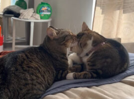 キスをする猫たち。仲良しで微笑ましいと思ったら・・、まさかまさかのバトルが勃発！？！？【アメリカ・動画】