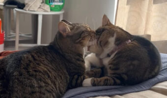 キスをする猫たち。仲良しで微笑ましいと思ったら・・、まさかまさかのバトルが勃発!?!?【アメリカ・動画】