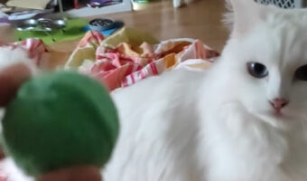 ボール遊びをする猫がかわいすぎる!飼い主さんがボールを投げると一直線に取りに行きます!!【海外・動画】