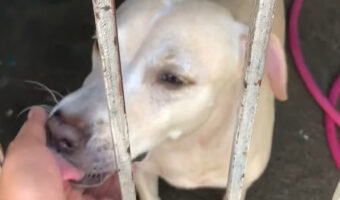 この子がいれば、鍵を持たずに外出しても大丈夫?名前を呼んだらやって来た愛犬にお願いごとをしたら・・門の鍵を持ってきてくれました!!
