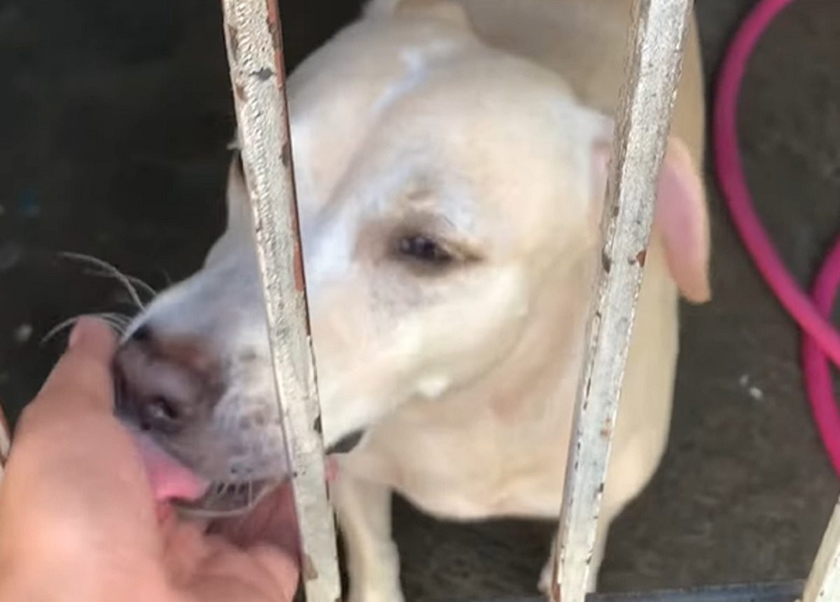 この子がいれば、鍵を持たずに外出しても大丈夫?名前を呼んだらやって来た愛犬にお願いごとをしたら・・門の鍵を持ってきてくれました!!