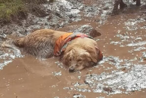 お散歩中のゴールデンリトリバー。休憩場所に選んだのは・・なんと、泥の水たまり！？全身すっかり泥まみれになっています【海外・動画】