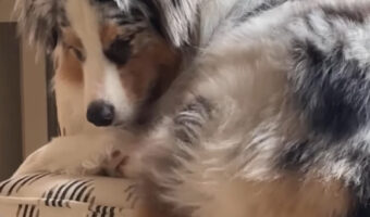 ちょっと収まりきっていない?椅子に座る犬の後ろ足がズル・・ズルズルと滑っています【アメリカ・動画】