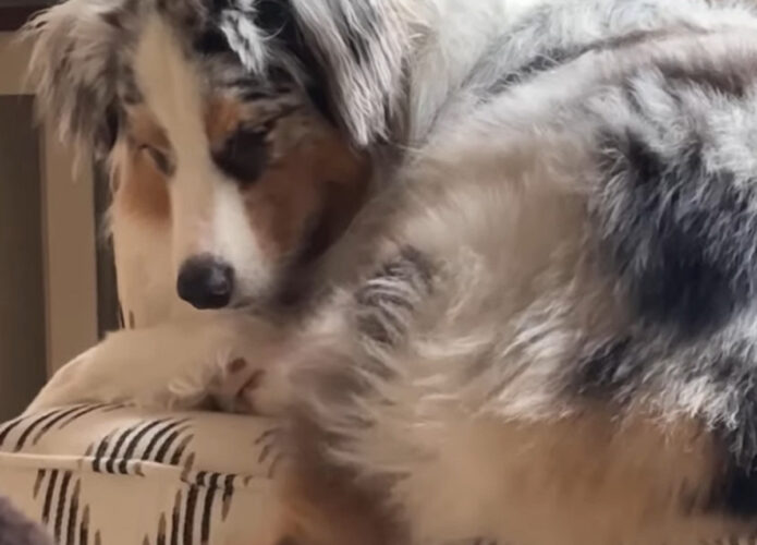 ちょっと収まりきっていない？椅子に座る犬の後ろ足がズル・・ズルズルと滑っています【アメリカ・動画】