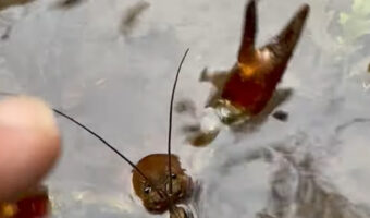 釣り人がザリガニと口論!?どちらもこの魚は自分のものだと主張して譲りません!!【アメリカ・動画】