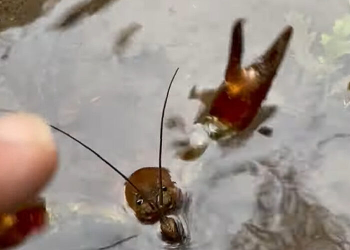 釣り人がザリガニと口論！？どちらもこの魚は自分のものだと主張して譲りません！！【アメリカ・動画】