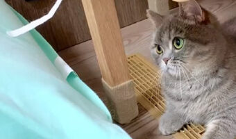 一回だけは届いたからよし!マンチカンがおてての長さを勘違い??おててを一生懸命伸ばす姿がかわいいと話題に