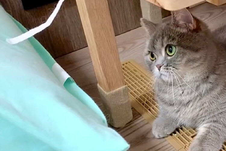 一回だけは届いたからよし！マンチカンがおてての長さを勘違い？？おててを一生懸命伸ばす姿がかわいいと話題に