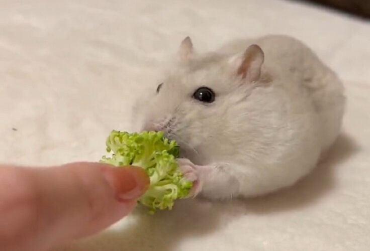 「絶対に渡さんぞ！」ハムスターは大好物のブロッコリーを引きずられても絶対に離しません！！