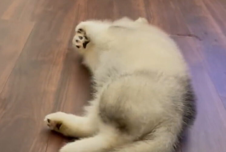 大型犬のアラスカンマラミュート。子犬時代のまるっこいフォルムも肉球がしっかり見えているおててもかわいい！！