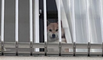 ビックリした表情の柴犬。吠えようとしたその相手に気が付いて驚いたようですが・・その相手とは??