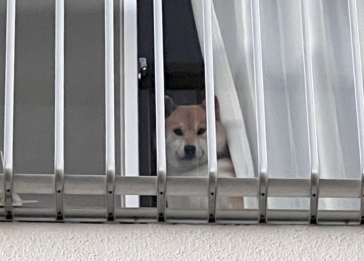 ビックリした表情の柴犬。吠えようとしたその相手に気が付いて驚いたようですが・・その相手とは??