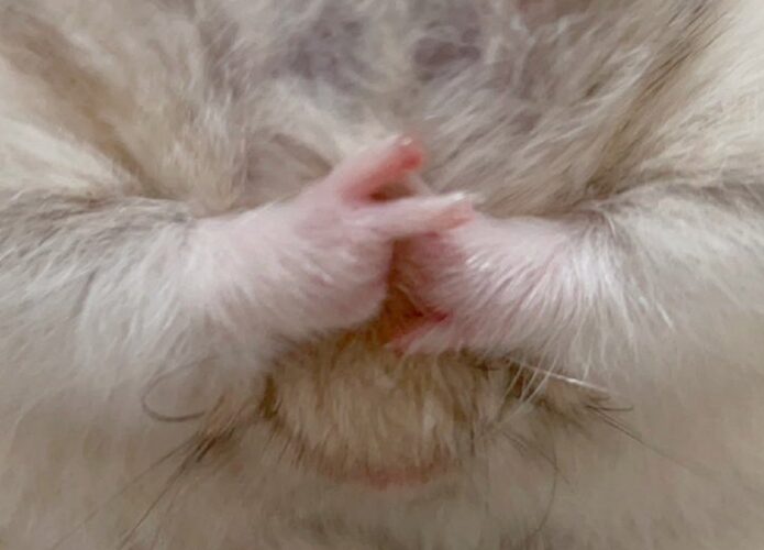 ハムスターは令和ギャル！？写真にはなんと顔隠しピースした姿が！！