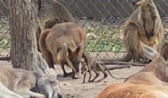 カンガルーたちを驚かせた意外な正体。カンガルーの仲間ワラビーの赤ちゃんにみんな怯えた！？【海外・動画】
