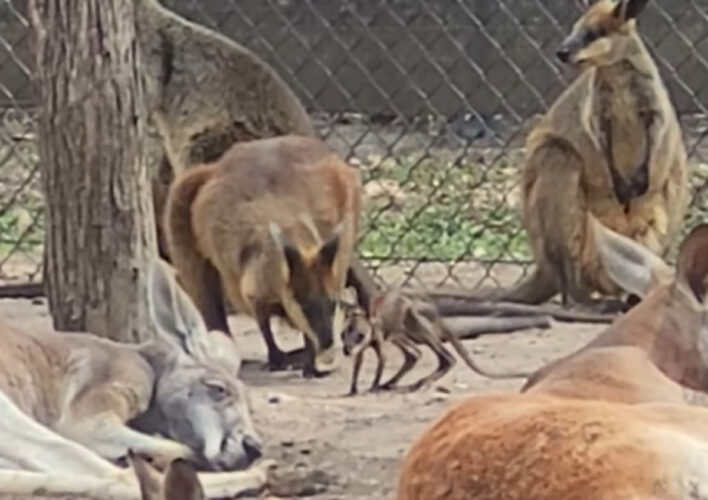 カンガルーたちを驚かせた意外な正体。カンガルーの仲間ワラビーの赤ちゃんにみんな怯えた！？【海外・動画】