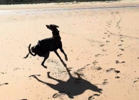 海を前にグレイハウンドはボール遊びをするどころじゃなくなった！？元気にビーチでぐるぐる回転し続ける！！【海外・動画】