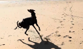 海を前にグレイハウンドはボール遊びをするどころじゃなくなった！？元気にビーチでぐるぐる回転し続ける！！【海外・動画】