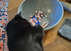 ボウルにおててを伸ばす猫。お菓子をオモチャにして遊びたいのかな？？【アメリカ・動画】
