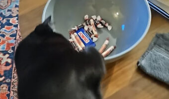 ボウルにおててを伸ばす猫。お菓子をオモチャにして遊びたいのかな??【アメリカ・動画】
