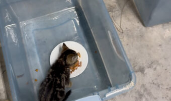 個室でそれぞれ食事をする子猫たち。みんな美味しいごはんに夢中です!!【アメリカ・動画】