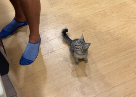 子猫のとてもかわいいおなかが空いたアピール。「ごはんまだ！！」と何度もかわいい鳴き声を響かせます【アメリカ・動画】