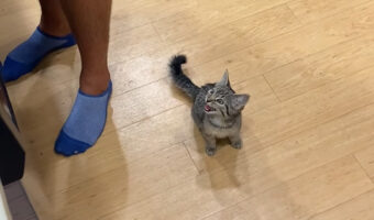 子猫のとてもかわいいおなかが空いたアピール。「ごはんまだ!!」と何度もかわいい鳴き声を響かせます【アメリカ・動画】