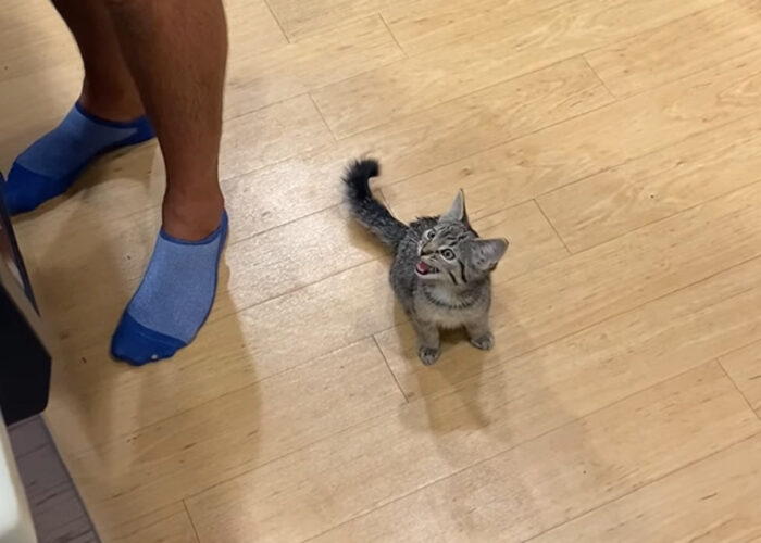 子猫のとてもかわいいおなかが空いたアピール。「ごはんまだ！！」と何度もかわいい鳴き声を響かせます【アメリカ・動画】