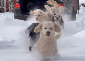 雪が大好きなドゥードルたち。ハッチバックが開けられるとみんな一斉に飛び出した！！【海外・動画】