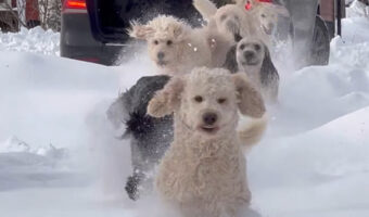 雪が大好きなドゥードルたち。ハッチバックが開けられるとみんな一斉に飛び出した!!【海外・動画】