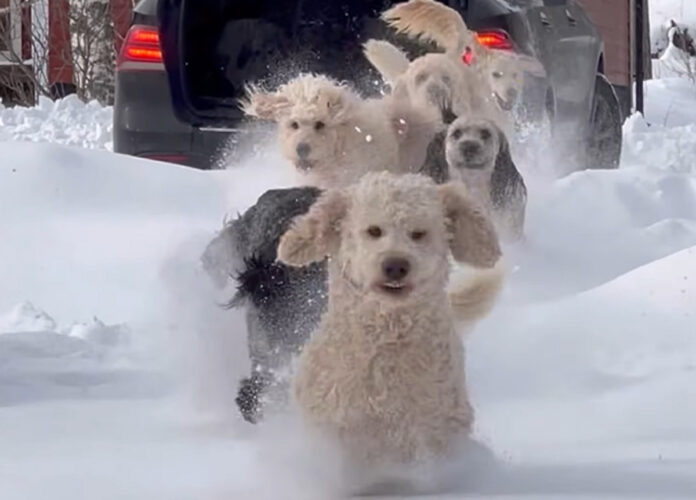 雪が大好きなドゥードルたち。ハッチバックが開けられるとみんな一斉に飛び出した！！【海外・動画】
