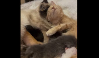 2匹の猫の絆にうるり。一緒に保護され、共に子育てをするママ猫たちはとっても仲良し【海外・動画】