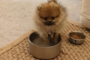 元気いっぱいに水を飲む子犬。おててをボウルに入れちゃって・・全身ぐっしょり濡れている姿もかわいい！！【アメリカ・動画】