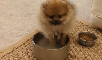 元気いっぱいに水を飲む子犬。おててをボウルに入れちゃって・・全身ぐっしょり濡れている姿もかわいい!!【アメリカ・動画】