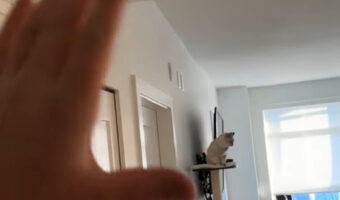 「いってらっしゃい」って言ってくれている？愛猫にバイバイと手を振ってみたら・・【海外・動画】