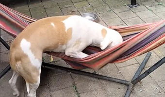 ハンモックで寝ようと悪戦苦闘!愛犬はグラグラ動くハンモックに・・優雅に寝そべることができました!!【海外・動画】
