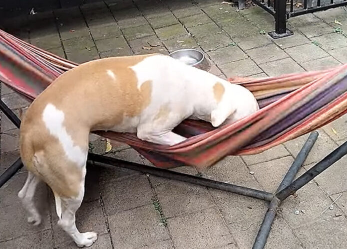 ハンモックで寝ようと悪戦苦闘！愛犬はグラグラ動くハンモックに・・優雅に寝そべることができました！！【海外・動画】