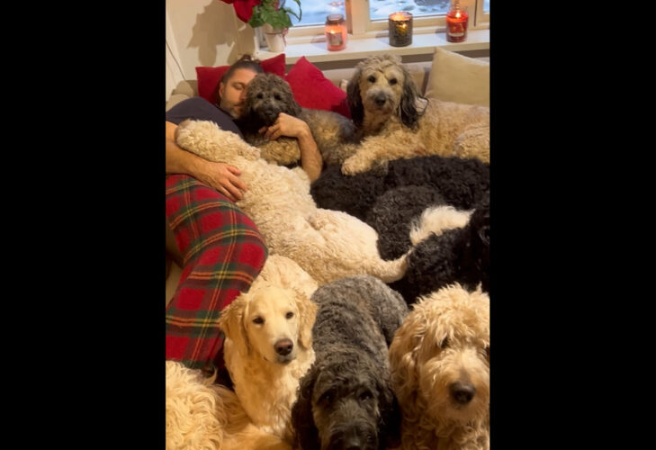 もふもふの掛け布団？いいえ、ベッドにはパパさんを取り囲んで一緒に寝ようとしているドゥードルたちが！！【海外・動画】