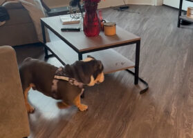テーブルの周りをグルグル。目の前のリードを追うブルドッグですが、後ちょっとで追いつけない！！【アメリカ・動画】