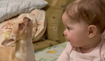 赤ちゃんと愛犬は大親友!赤ちゃんが嬉しそうに声をあげれば、愛犬もつられて鳴いちゃいます!!