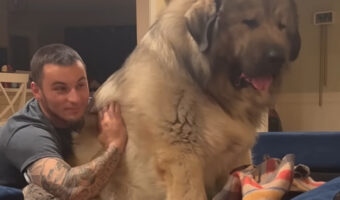 ソファにとっても大きな犬のぬいぐるみが・・。いいえ、違います！とっても大きな犬がおとなしく座っていたのです！！【アメリカ・動画】