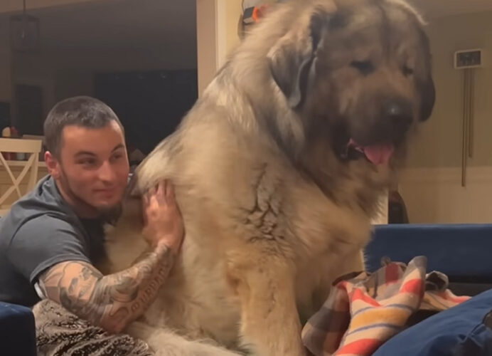 ソファにとっても大きな犬のぬいぐるみが・・。いいえ、違います！とっても大きな犬がおとなしく座っていたのです！！【アメリカ・動画】