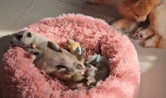もこもこのベッドにいるミーアキャットの親子。赤ちゃんの中には、そばにいるモフモフに埋もれている子もいます！！【海外・動画】