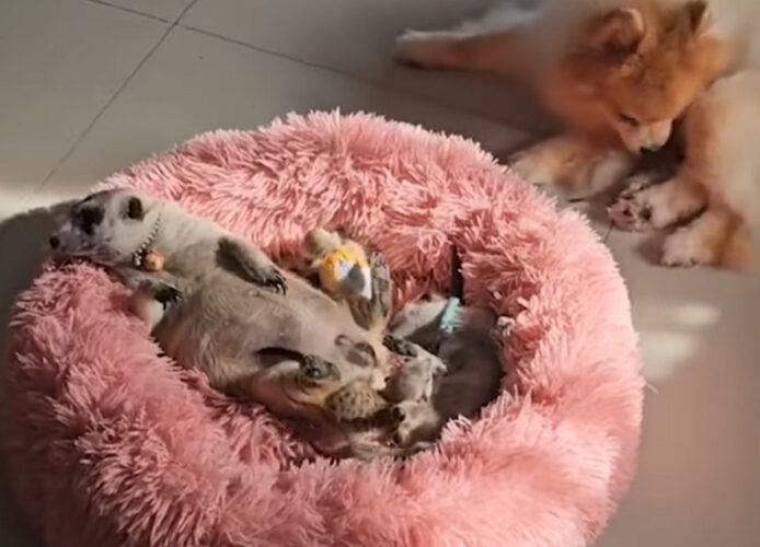 もこもこのベッドにいるミーアキャットの親子。赤ちゃんの中には、そばにいるモフモフに埋もれている子もいます！！【海外・動画】