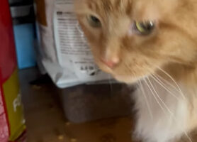 猫のイタズラ現場を目撃！！ごはんの袋を破いてつまみ食い中！？【海外・動画】