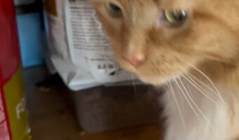 猫のイタズラ現場を目撃!!ごはんの袋を破いてつまみ食い中!?【海外・動画】