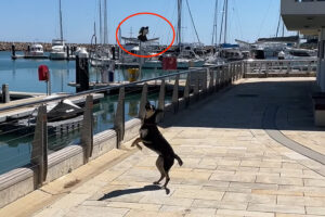 野鳥に犬はすっかり翻弄されている？頭上を自在に舞うセキレイに困っているように吠えかかっています