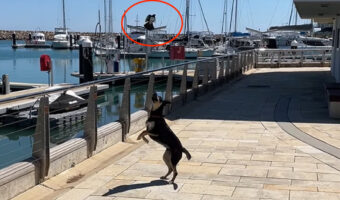 野鳥に犬はすっかり翻弄されている?頭上を自在に舞うセキレイに困っているように吠えかかっています