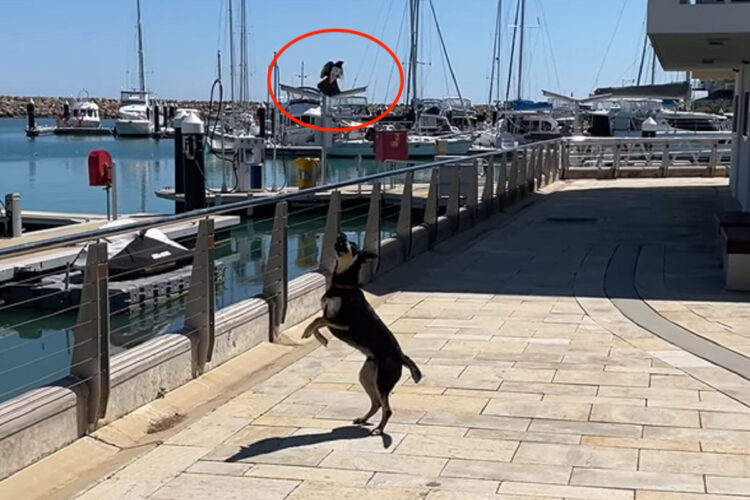 野鳥に犬はすっかり翻弄されている？頭上を自在に舞うセキレイに困っているように吠えかかっています