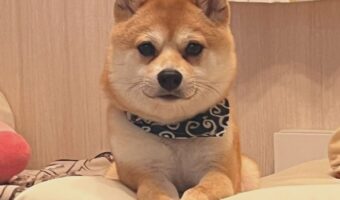 「志望動機を教えてください」豆柴が面接官のような雰囲気を漂わせている!!